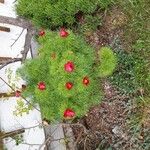 Paeonia tenuifolia Blomma
