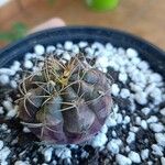 Gymnocalycium anisitsii Ліст