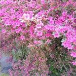 Rhododendron kiusianum Cvet