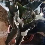 Kalanchoe beharensis Hoja