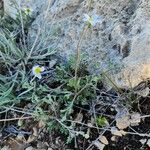 Anthemis odontostephana आदत