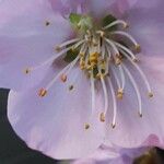 Prunus dulcis Цветок