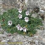 Erodium cheilanthifolium Hábito