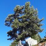 Pinus cembra موطن