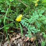 Coronilla coronata Flower