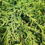 Juniperus horizontalis बार्क (छाल)