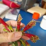Alstroemeria pulchella Цвят