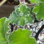 Pelargonium tomentosum Blad