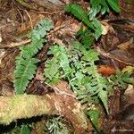 Blechnum diversifolium 整株植物