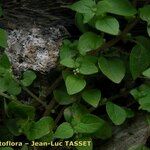 Parietaria lusitanica Цветок