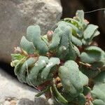 Euphorbia peplis Blad