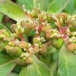 Euphorbia davidii Flor