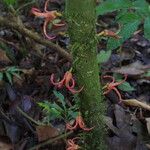 Uvariopsis bakeriana ᱵᱟᱦᱟ