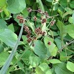 Scirpus atrovirens Fruit