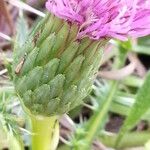 Cirsium acaulon Flor