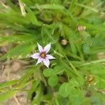 Sisyrinchium rosulatum Квітка