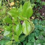 Itea ilicifolia Ліст