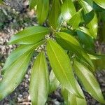 Cocculus laurifolius Leaf