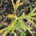 Carlina acanthifolia Blad