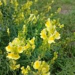 Linaria vulgaris Flower