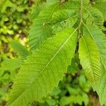 Castanea dentata Leaf