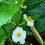 Sagittaria latifolia Květ