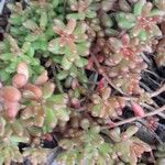 Sedum album Leaf