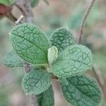 Cistus salviifolius Leaf