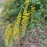 Solidago odora Λουλούδι