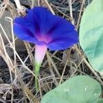 Ipomoea purpurea Flower