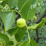 Ziziphus jujuba Fruit