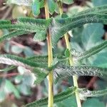Blechnum hastatum Leaf