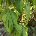 Stewartia pseudocamellia Folla