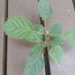 Handroanthus chrysotrichus Fuelha