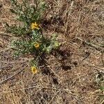 Grindelia squarrosa Foglia