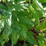 Veronica spicata Feuille