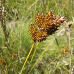 Carex leporinaΛουλούδι