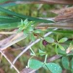 Galium palustre Blatt