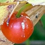 Convallaria majalisFruit