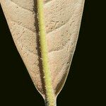 Rhododendron niveum Leaf