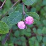 Symphoricarpos orbiculatus Frucht