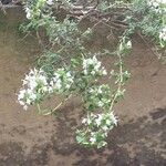 Thymus vulgaris Other