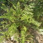 Achillea odorata Лист