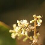 Monosis conferta Flor