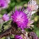 Cirsium palustre Flower