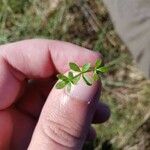 Galium divaricatum 葉