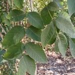 Fraxinus americanaLeaf