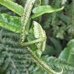 Dryopteris sieboldii Other