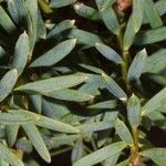 Podocarpus totara Φύλλο