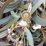 Eucalyptus globulus Frugt